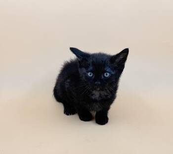 Dano -  Domestic Short Hair Cat for Adoption in Dahlonega, Georgia - Dano | PetCurious
