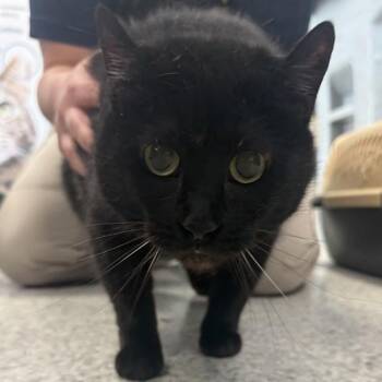 Luna -- Bonded Buddy With Lilly -  Domestic Short Hair Cat for Adoption in Des Moines, Iowa - Luna -- Bonded Buddy With Lilly | PetCurious