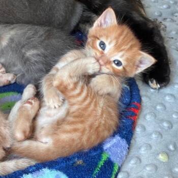 Mars -  Domestic Short Hair Cat for Adoption in Norman, Oklahoma - Mars | PetCurious