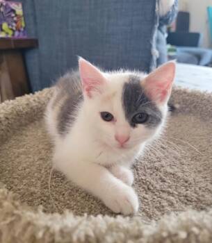 Domestic Short Hair Cats Available for Adoption in North Babylon, New York - Jeanette | PetCurious