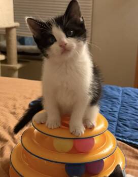 GALLOWAY -  Domestic Short Hair Cat for Adoption in Spotswood, New Jersey - GALLOWAY | PetCurious