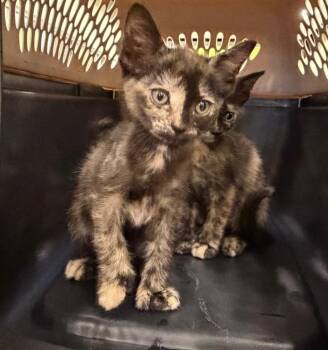 Queen -  Domestic Short Hair Cat for Adoption in Columbia, Illinois - Queen | PetCurious