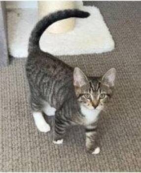 Chicken Noodle -  Domestic Short Hair Cat for Adoption in Mission Viejo, California - Chicken Noodle | PetCurious