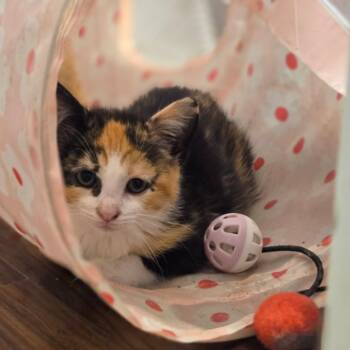 Rescue Domestic Short Hair Cats for Adoption in York, Pennsylvania - Cally | PetCurious