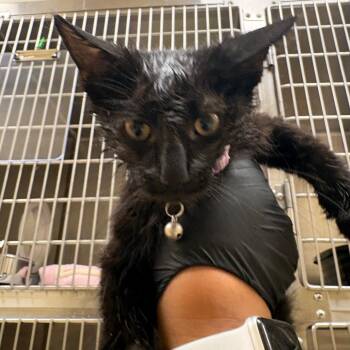 Panthers (purple) -  Domestic Short Hair Cat for Adoption in Winston-salem, North Carolina - Panthers (purple) | PetCurious