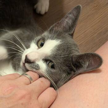 Ross -  Domestic Short Hair Cat for Adoption in Baltimore, Maryland - Ross | PetCurious