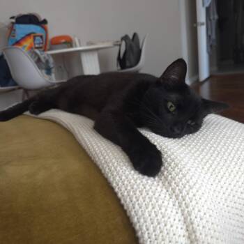 Rescue Domestic Short Hair Cats for Adoption in Evanston, Illinois - Everglades | PetCurious