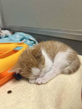 Domestic Short Hair Cats Available for Adoption in Grand Rapids, Michigan - Patrick | PetCurious