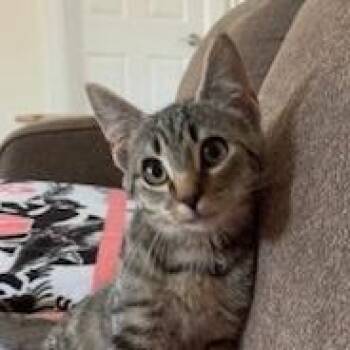 Sharlie -  Domestic Short Hair Cat for Adoption in State College, Pennsylvania - Sharlie | PetCurious