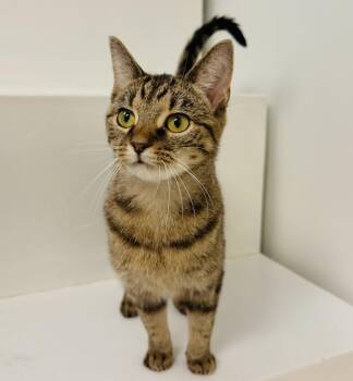 Kata -  Domestic Short Hair Cat for Adoption in Cincinnati, Ohio - Kata | PetCurious