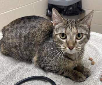 Sunshine -  Domestic Short Hair Cat for Adoption in Westland, Michigan - Sunshine | PetCurious