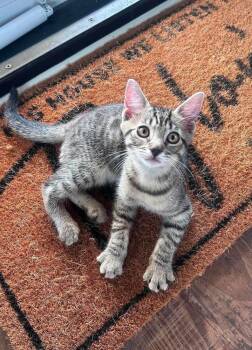 Hal -  Domestic Short Hair Cat for Adoption in Milton, Delaware - Hal | PetCurious