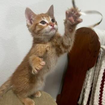 Harold -  Domestic Short Hair Cat for Adoption in Belleville, Illinois - Harold | PetCurious