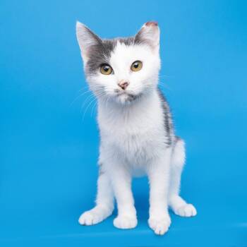 Penn -  Domestic Short Hair Cat for Adoption in Franklin, Tennessee - Penn | PetCurious