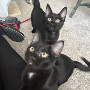 Lyra and Lava Love Bug -  Domestic Short Hair Cat for Adoption in Fairfax, Virginia - Lyra And Lava Love Bug | PetCurious