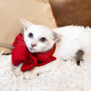Yvonne -  Siamese and Domestic Medium Hair Cat for Adoption in Friendswood, Texas - Yvonne | PetCurious