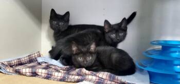 Domestic Short Hair Cats Available for Adoption - Cocoa Puff, Apple Jack, Honeycomb And Fruity Pebble | PetCurious