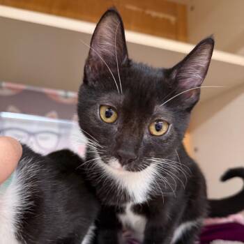 Shiro -  Domestic Short Hair Cat for Adoption in Buffalo, New York - Shiro | PetCurious