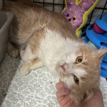 Domestic Long Hair Cats Available for Adoption in Cape May, New Jersey - Dudley | PetCurious