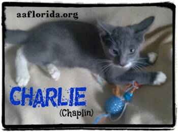 Charlie Chaplin -  Tabby and Domestic Short Hair Cat for Adoption in Pensacola, Florida - Charlie Chaplin | PetCurious