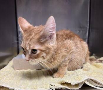 Domestic Short Hair Cats Available for Adoption in El Paso, Texas - 59757444 | PetCurious