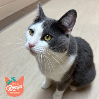 Rescue Domestic Short Hair Cats for Adoption in Pittsburgh, Pennsylvania - Full Moon | PetCurious