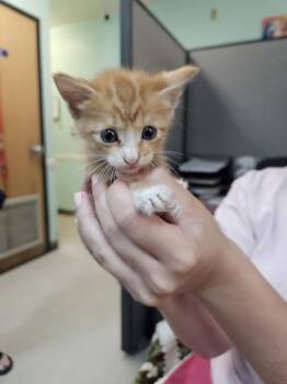 Domestic Short Hair Cats Available for Adoption in Mobile, Alabama - Cheddar | PetCurious