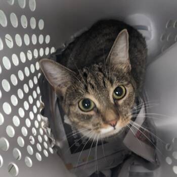 Ivy -  Domestic Short Hair Cat for Adoption in Philadelphia, Pennsylvania - Ivy | PetCurious