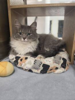 Gracie       GFRCC -  Domestic Long Hair Cat for Adoption in Metamora, Illinois - Gracie       GFRCC | PetCurious