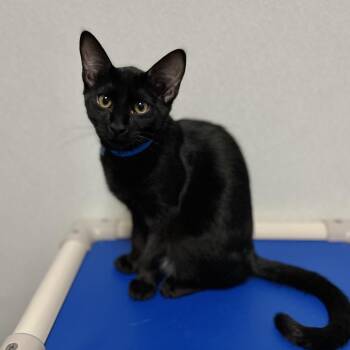 Domestic Short Hair Cats Available for Adoption in New York, New York - Cecil | PetCurious