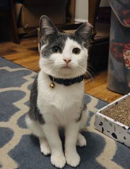 Sidney -  Domestic Short Hair Cat for Adoption in Chicago, Illinois - Sidney | PetCurious