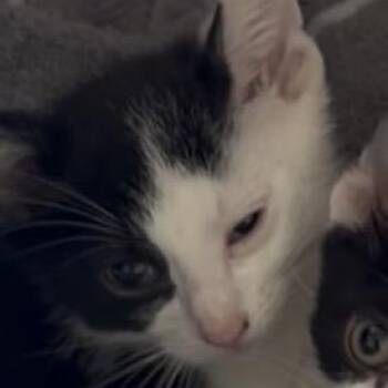 Barcode -  Domestic Short Hair Cat for Adoption in Greensboro, North Carolina - Barcode | PetCurious