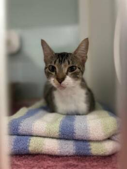 Domestic Short Hair Cats Available for Adoption in Muskegon, Michigan - Mona | PetCurious