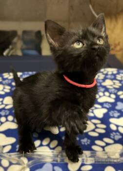 Rescue Domestic Short Hair Cats for Adoption in Coldspring, Texas - Pinkie Pie | PetCurious