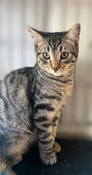 Rescue Domestic Short Hair Cats for Adoption in Syosset, New York - Billy | PetCurious