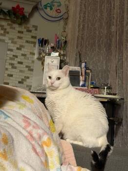 Domestic Short Hair Cats Available for Adoption - Keno | PetCurious