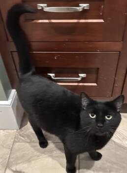 Rescue Domestic Short Hair Cats for Adoption in Tipp City, Ohio - Ryan | PetCurious