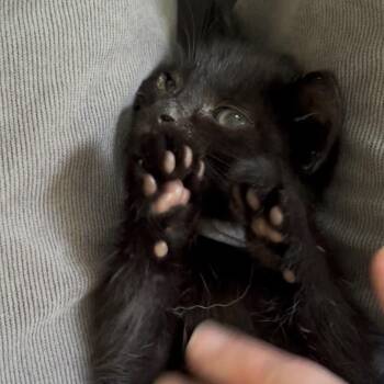 Gonzo -  Domestic Short Hair Cat for Adoption in Walker, Michigan - Gonzo | PetCurious
