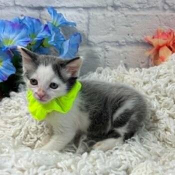 Hiccup -  Domestic Medium Hair Cat for Adoption in Harrisonburg, Virginia - Hiccup | PetCurious