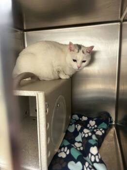 Rescue Domestic Short Hair Cats for Adoption in Longmont, Colorado - Barn Cat Sasha | PetCurious