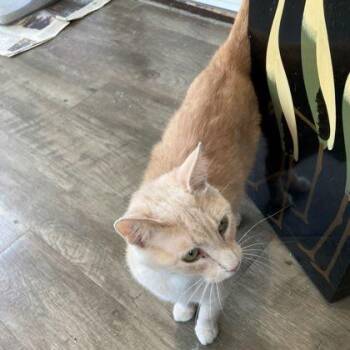 Domestic Short Hair Cats Available for Adoption in Rochester, Minnesota - Tanya | PetCurious