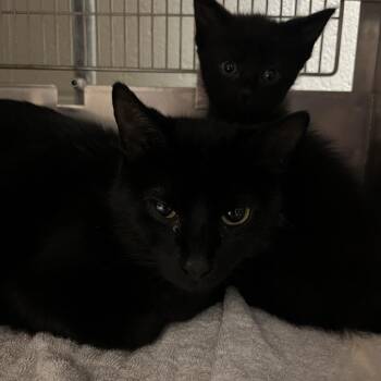 Samantha -  Manx Cat for Adoption in Bristol, Indiana - Samantha | PetCurious