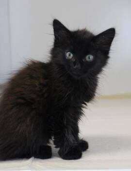 Dakota -  Domestic Short Hair Cat for Adoption in Kenansville, North Carolina - Dakota | PetCurious