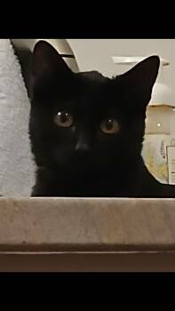 Rescue Domestic Short Hair Cats for Adoption in Omaha, Nebraska - Ethel | PetCurious