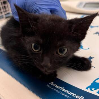 Snapdragon -  Domestic Short Hair Cat for Adoption in Lynchburg, Virginia - Snapdragon | PetCurious