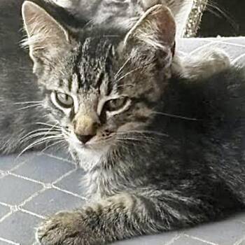 Chandler -  Domestic Short Hair Cat for Adoption in Denison, Texas - Chandler | PetCurious