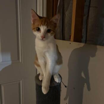 Butterscotch Hughes -  Domestic Short Hair Cat for Adoption in Eagle Mountain, Utah - Butterscotch Hughes | PetCurious