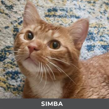 Simba -  Domestic Short Hair Cat for Adoption in Toronto, Ontario - Simba | PetCurious