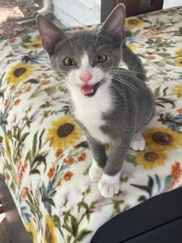 Brie -  Domestic Short Hair Cat for Adoption in Garner, North Carolina - Brie | PetCurious