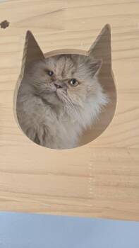 Raincloud -  Persian Cat for Adoption in Laguna Niguel, California - Raincloud | PetCurious